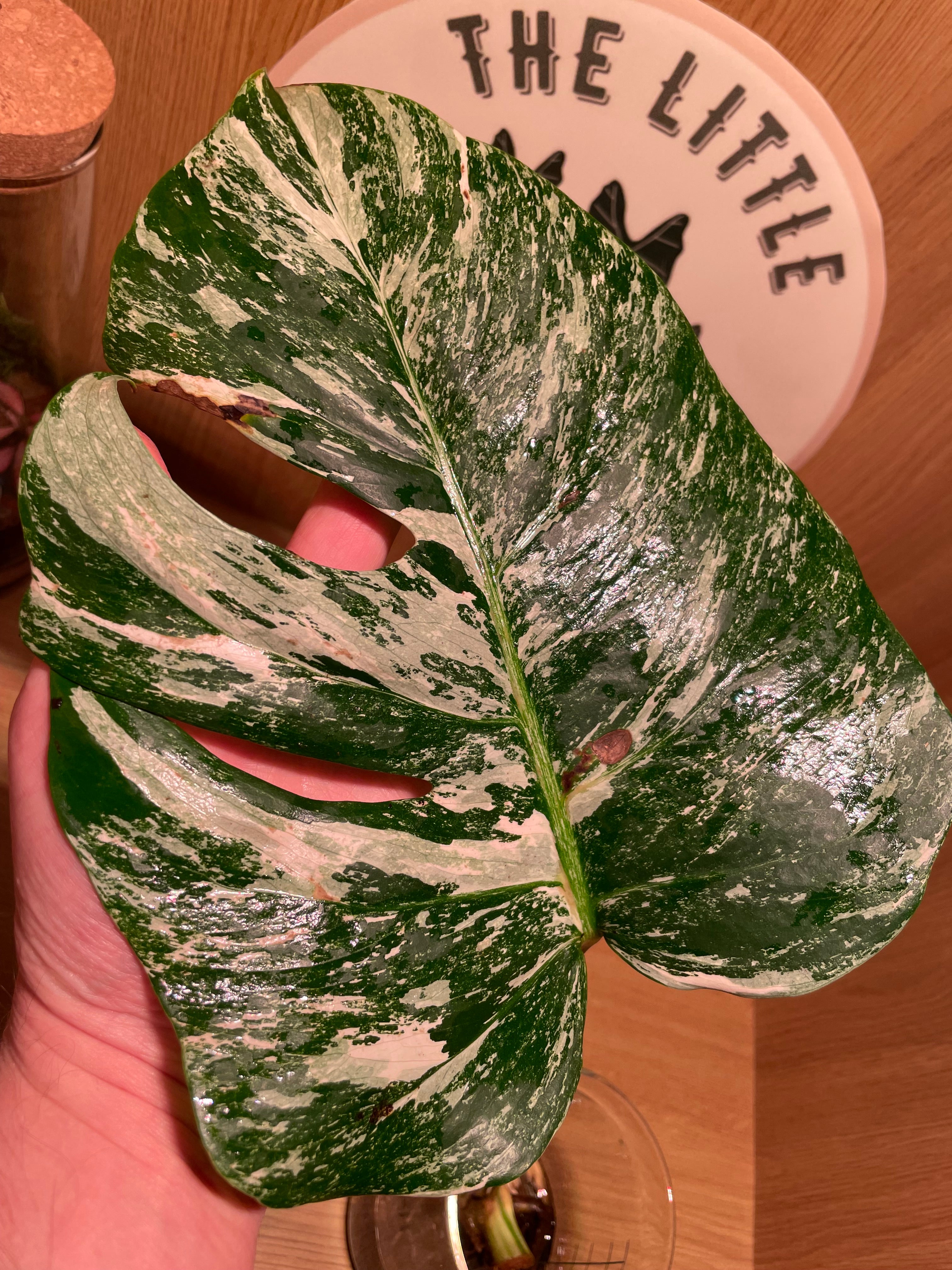 Monstera Albo Variegata Propagation