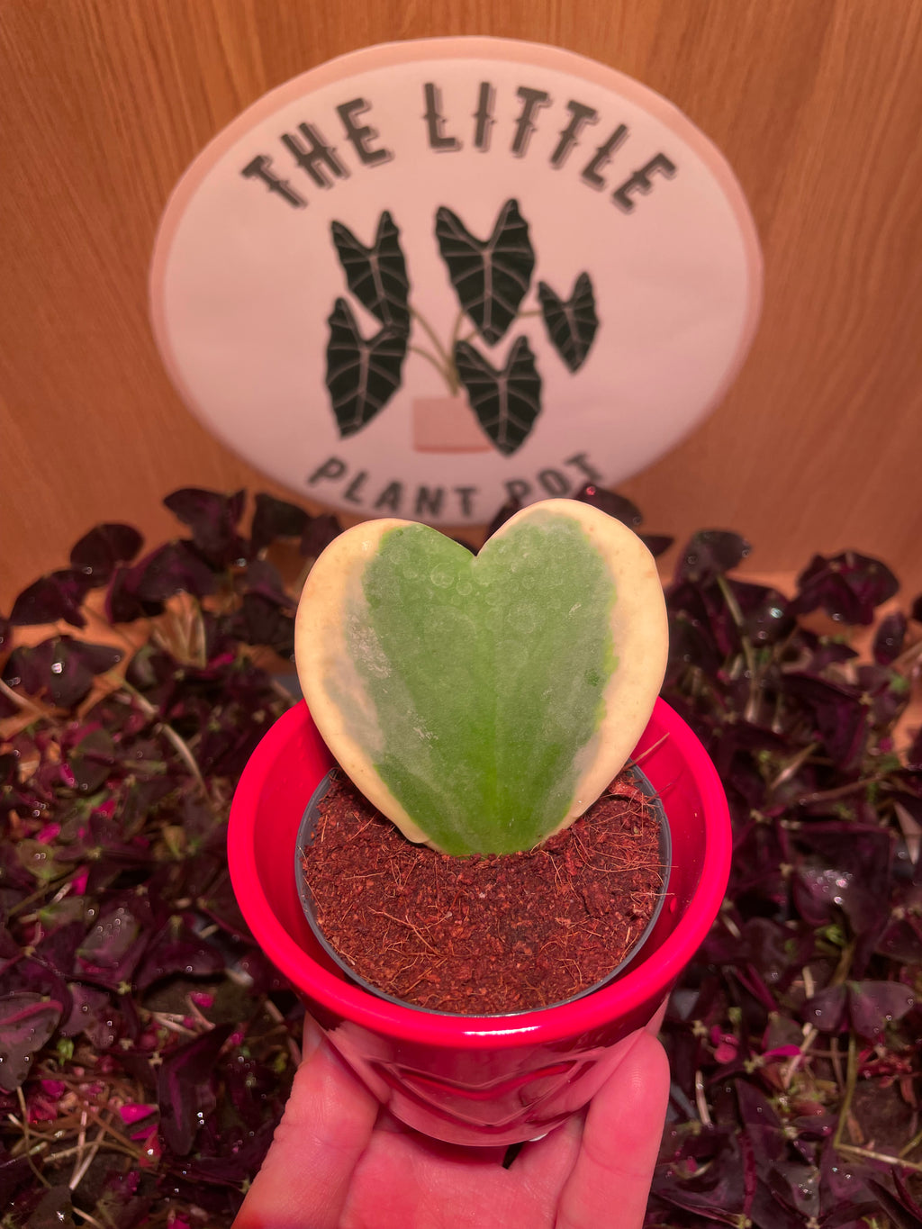 Hoya Kerrii Variegata