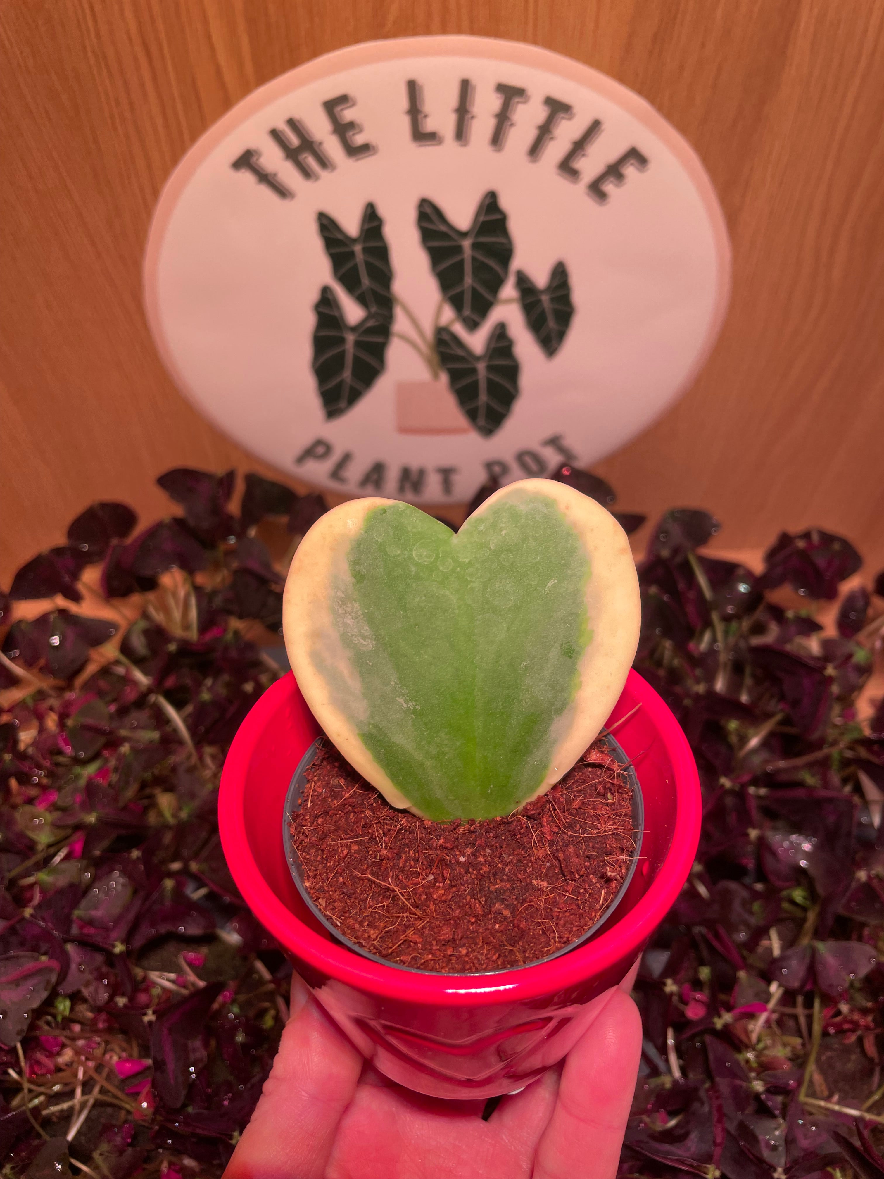 Hoya Kerrii Variegata