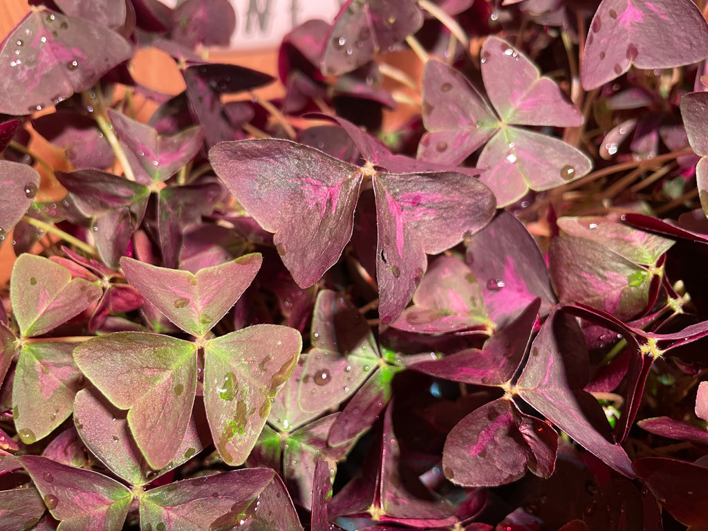 Oxalis Triangularis