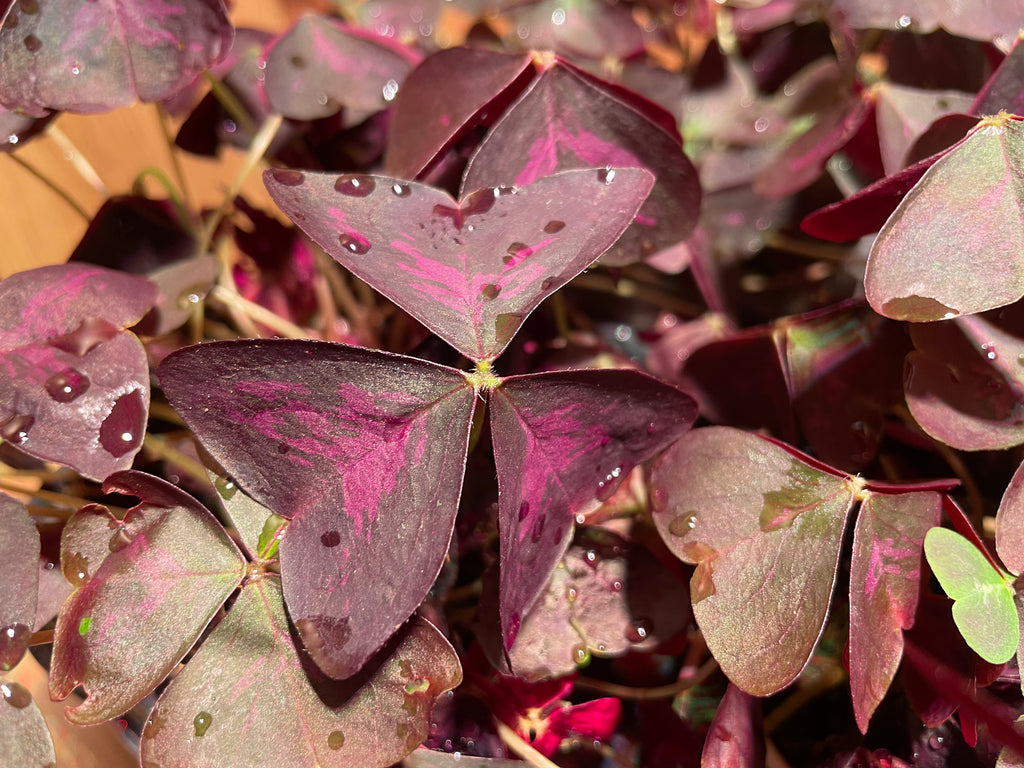 Oxalis Triangularis
