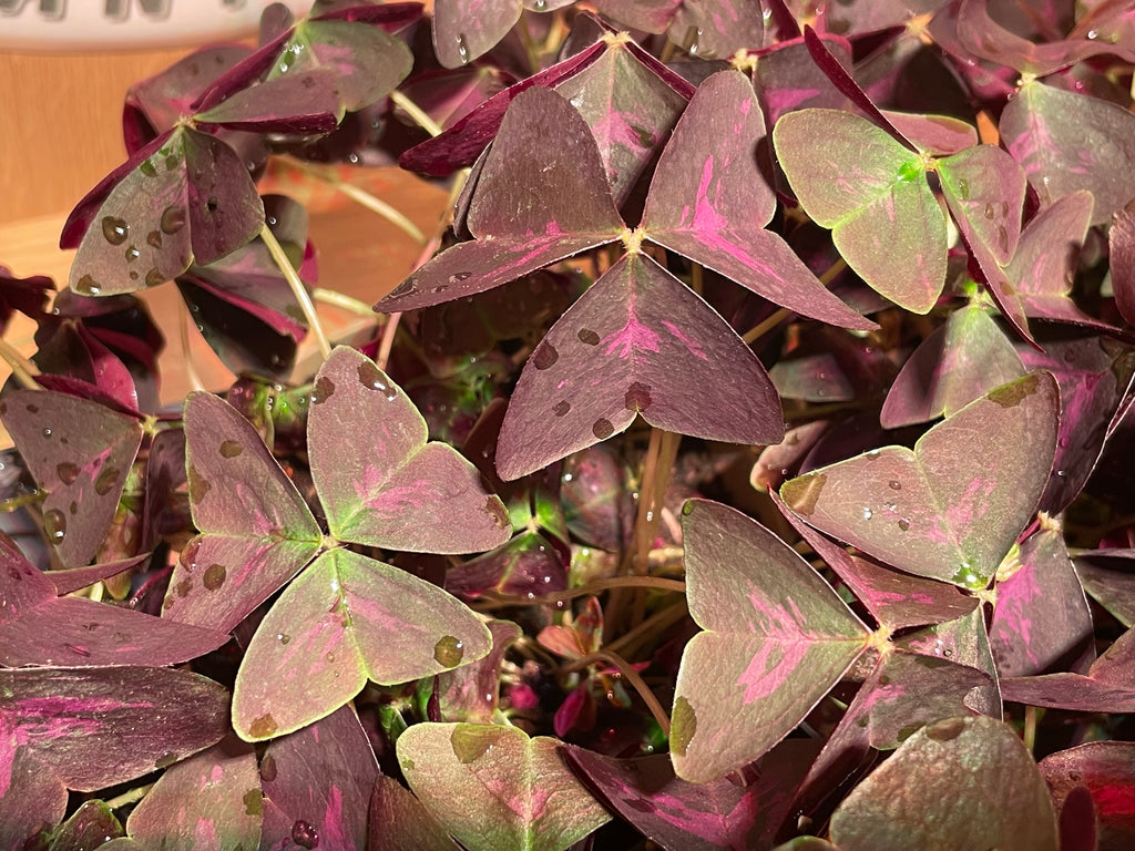 Oxalis Triangularis