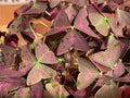 Oxalis Triangularis