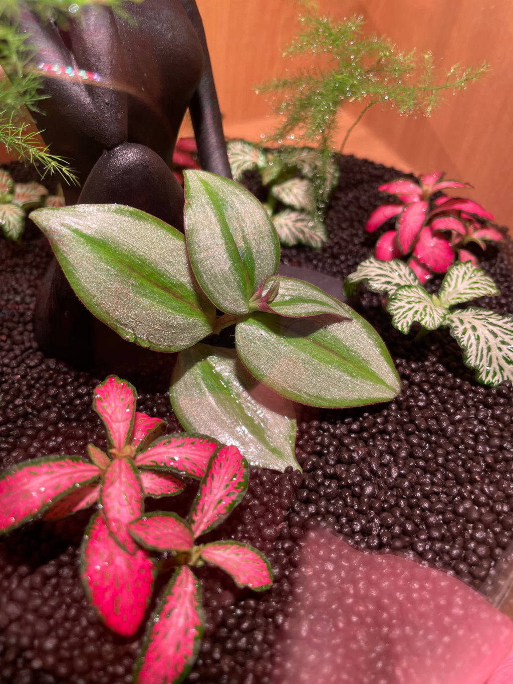 Thinking Lady Terrarium