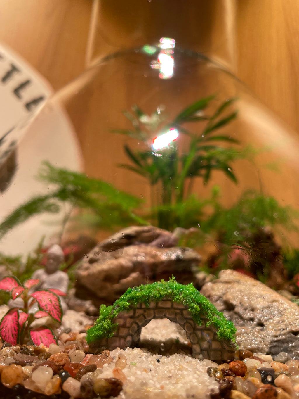 South East Asia Terrarium