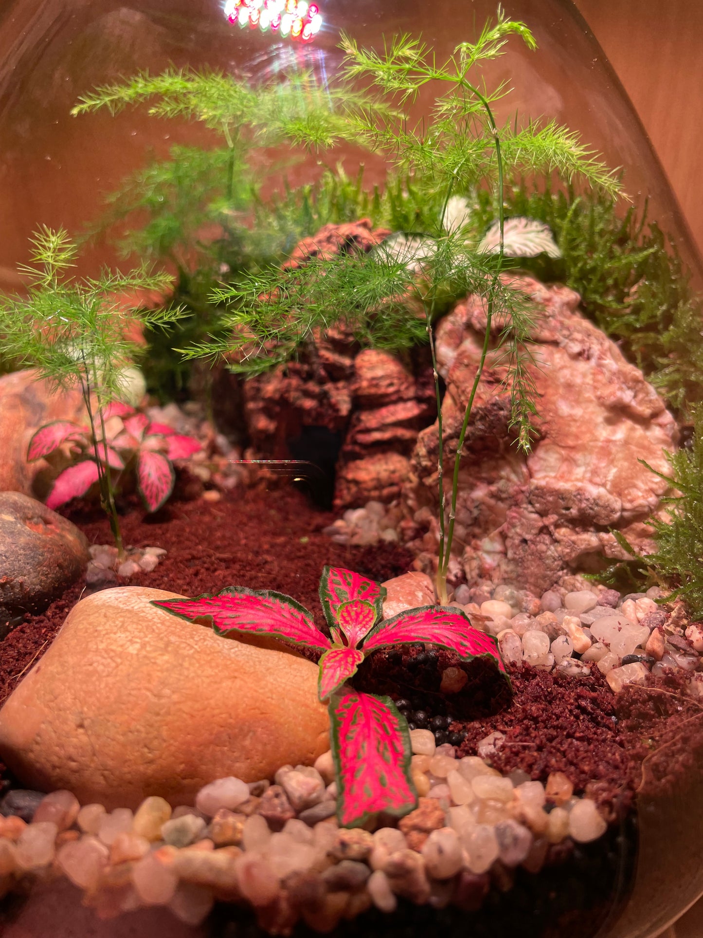 Cave Terrarium