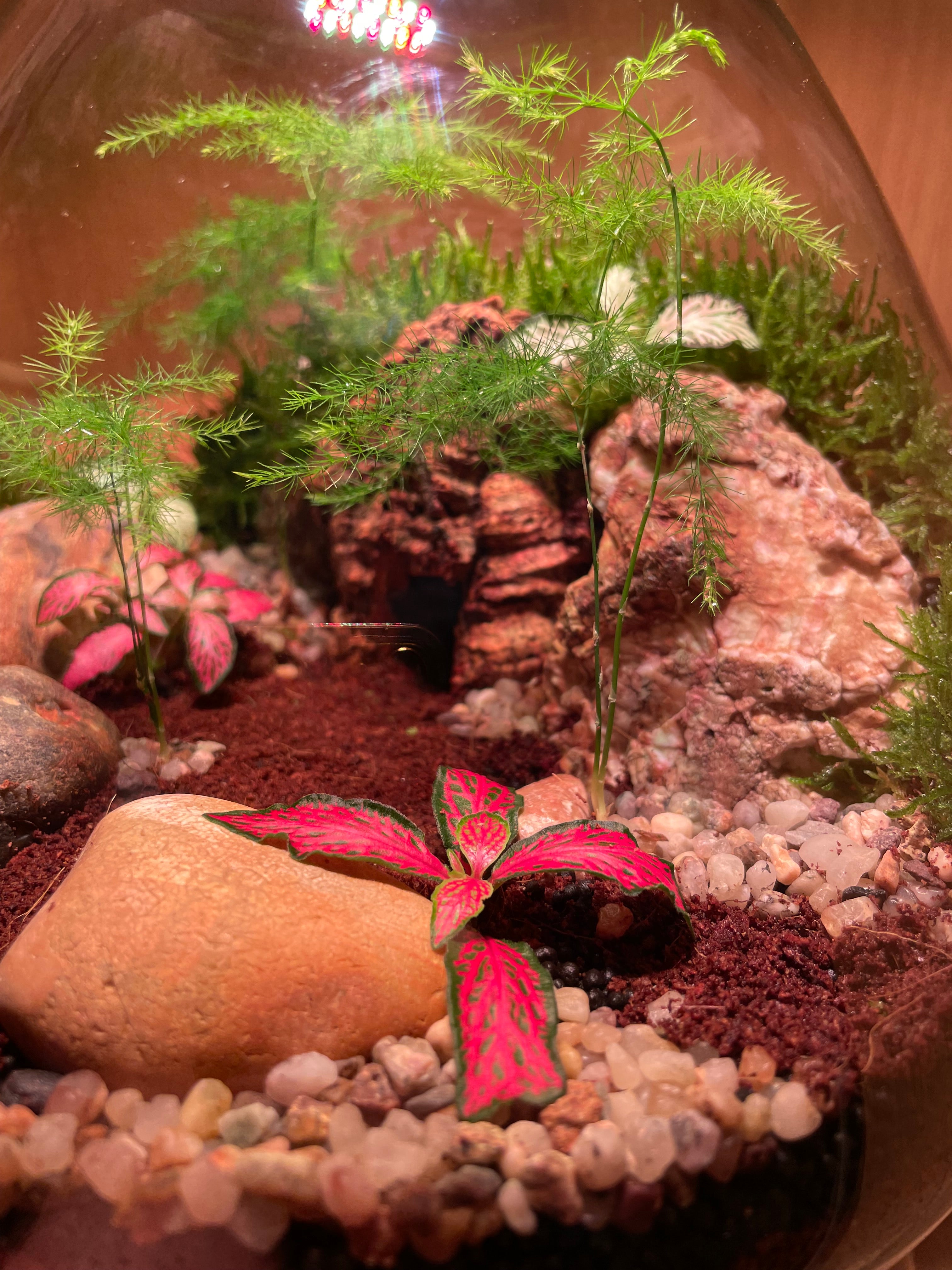 Cave Terrarium