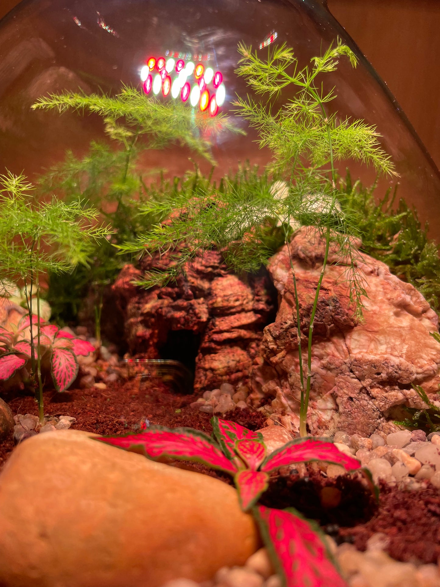 Cave Terrarium
