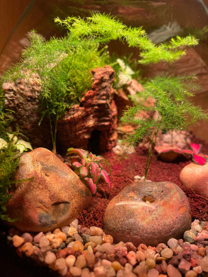 Cave Terrarium