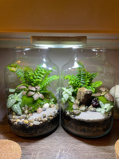Forest Terrarium