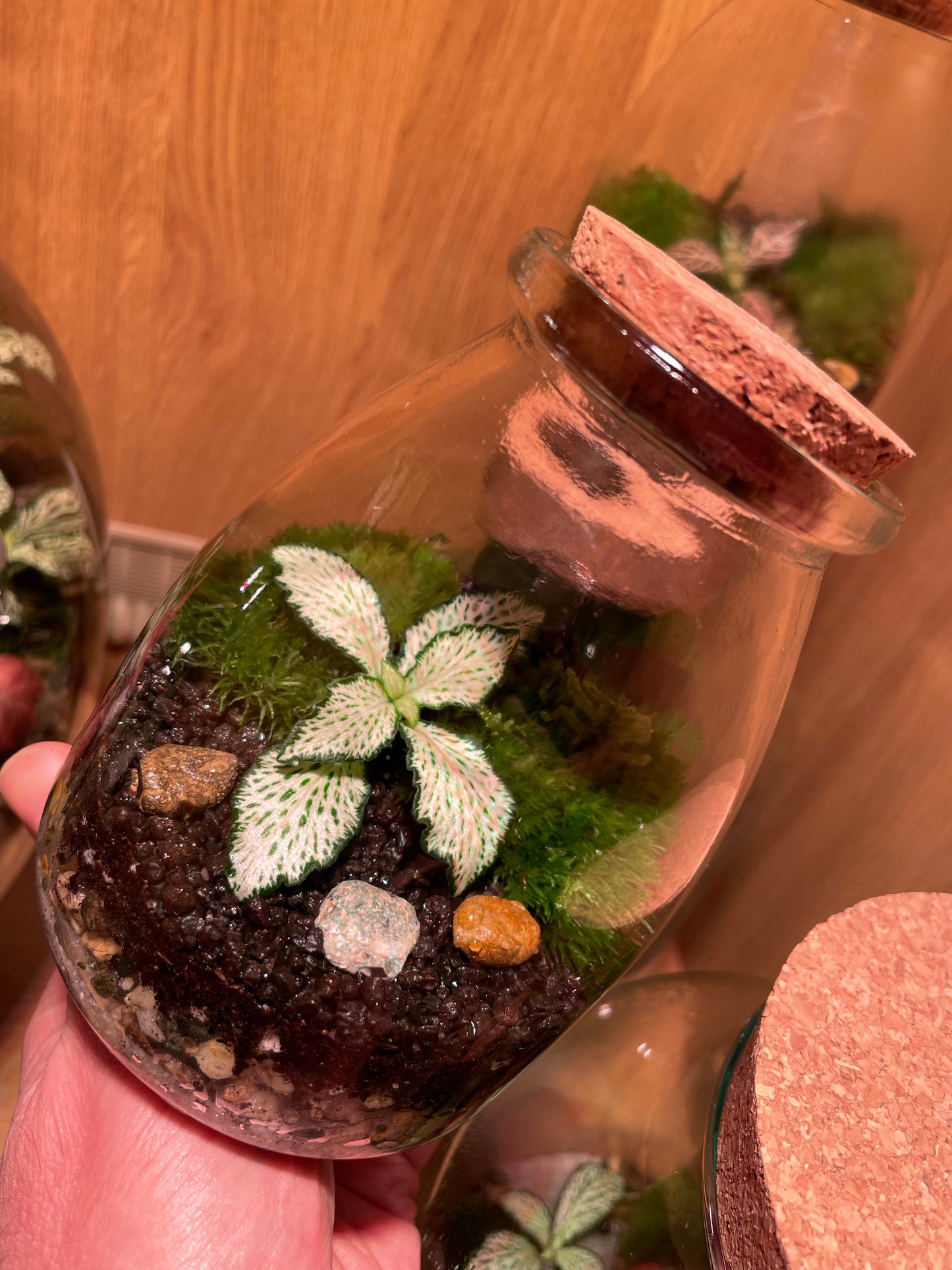 Mini Terrarium