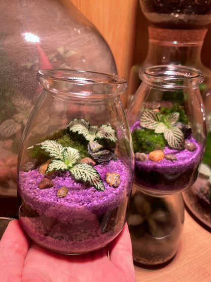Mini Purple Beach Terrarium
