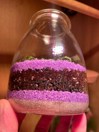 Mini Purple Beach Terrarium