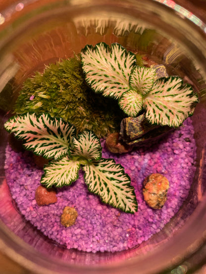 Mini Purple Beach Terrarium
