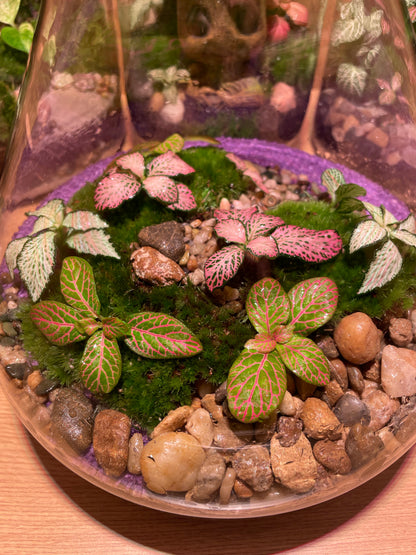 Tropical Terrarium