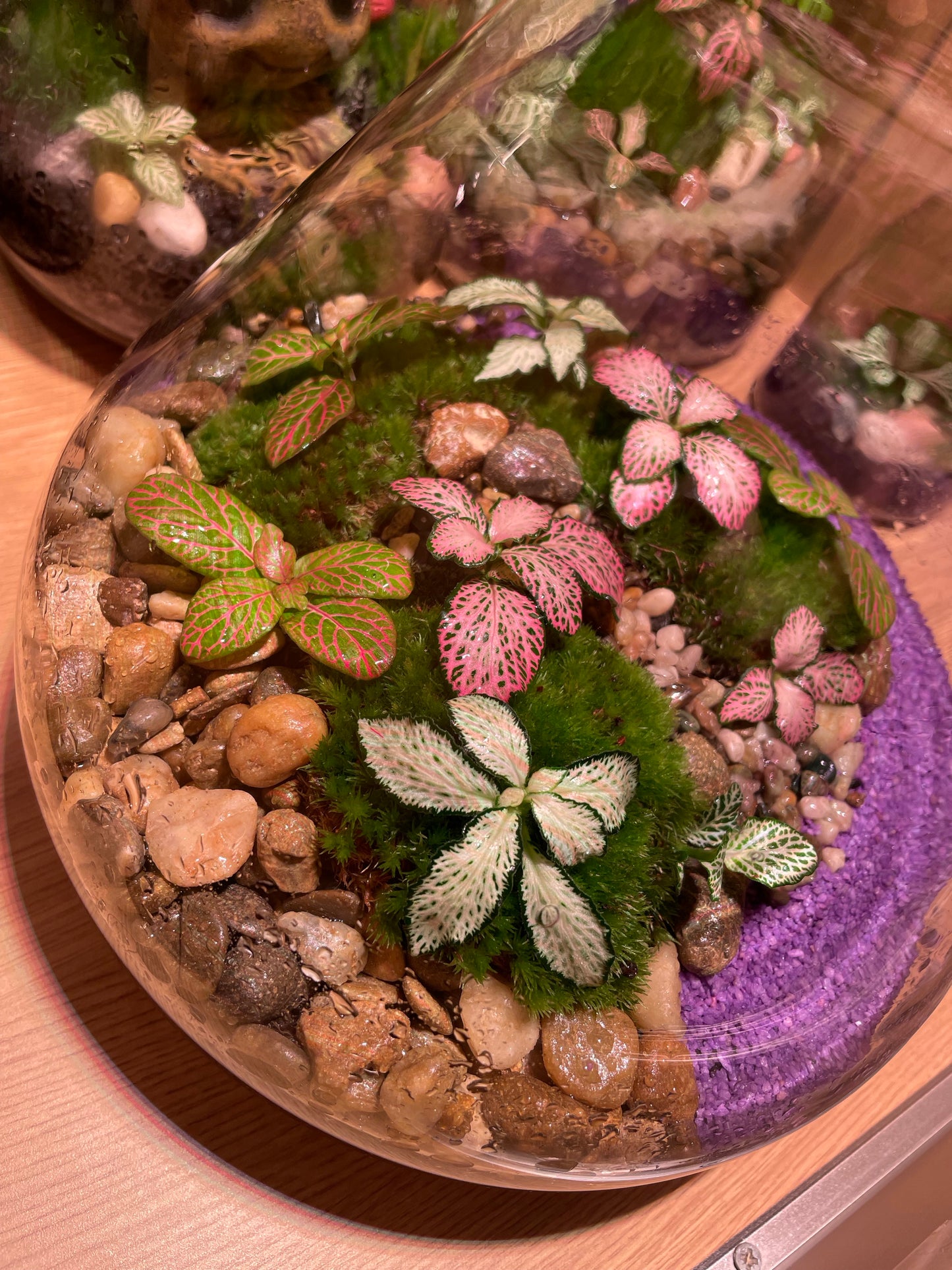 Tropical Terrarium