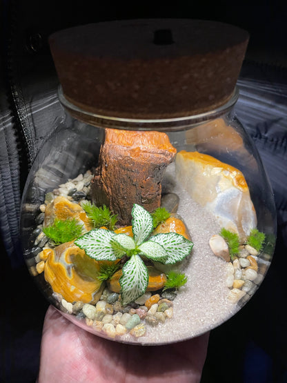 Tropical LED Terrarium