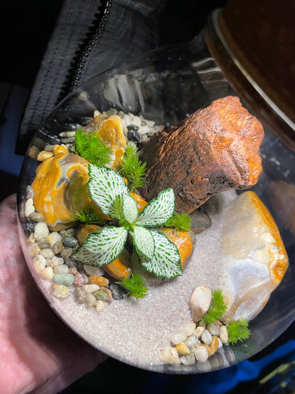 Tropical LED Terrarium