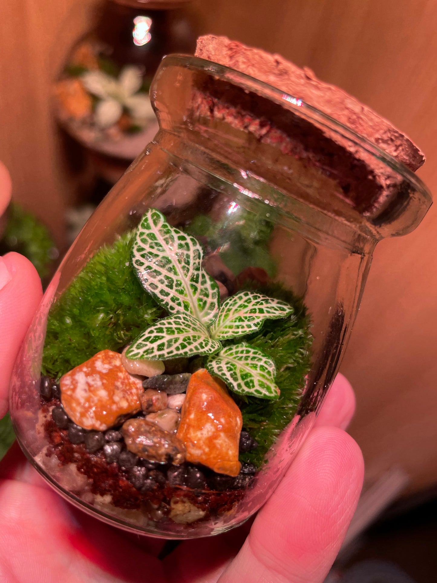 Micro Terrarium