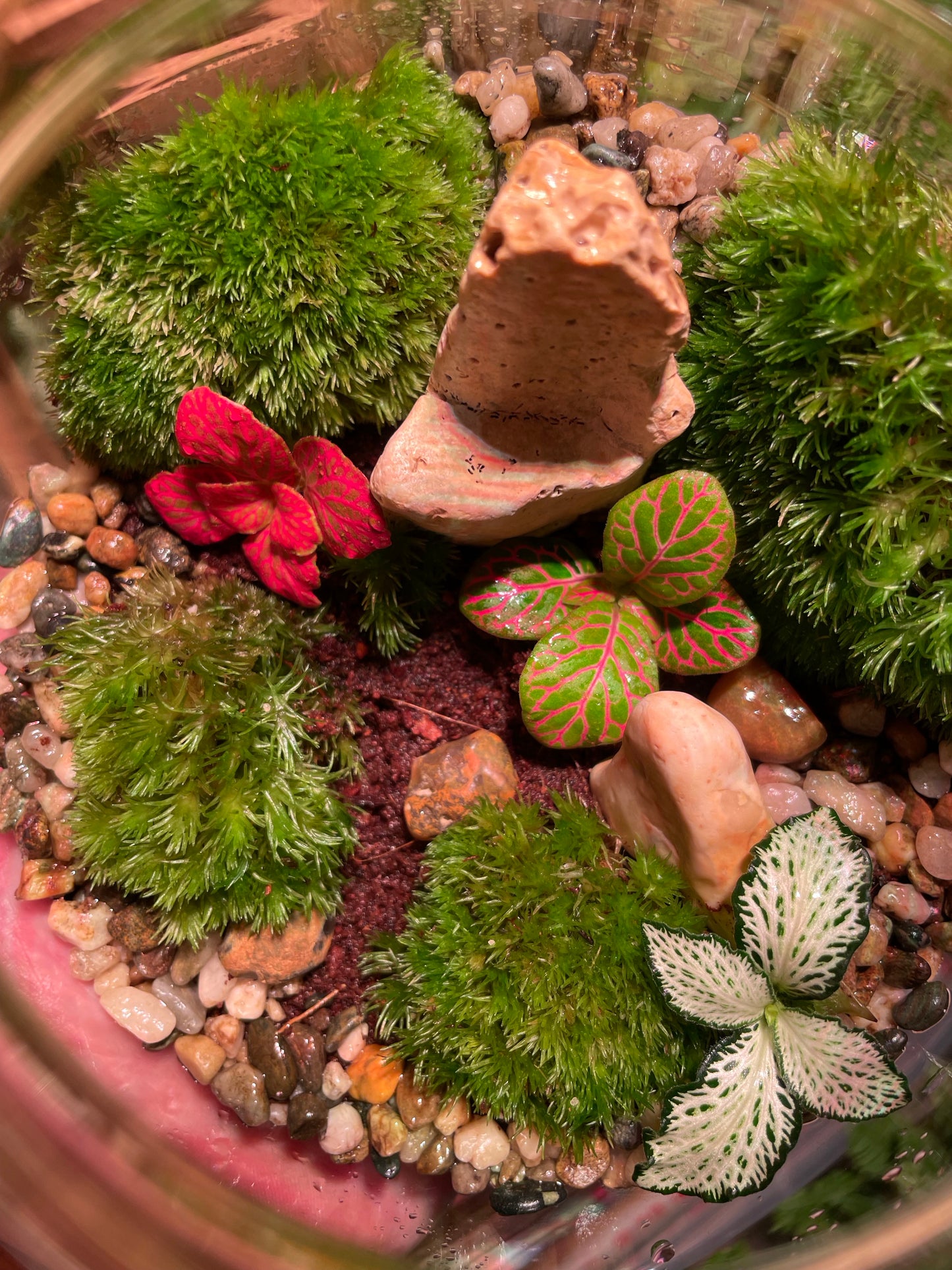 Mossy LED Terrarium