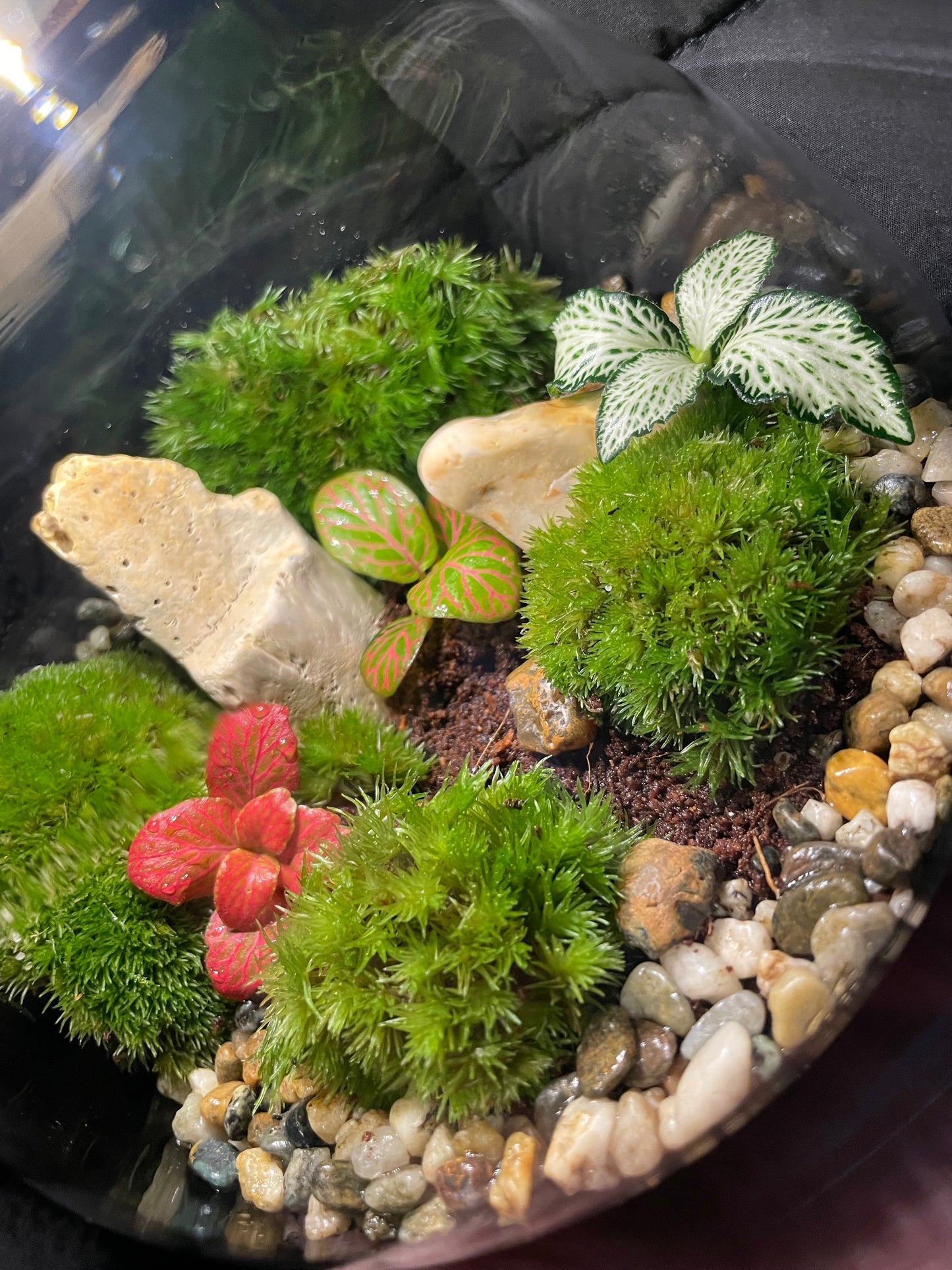 Mossy LED Terrarium