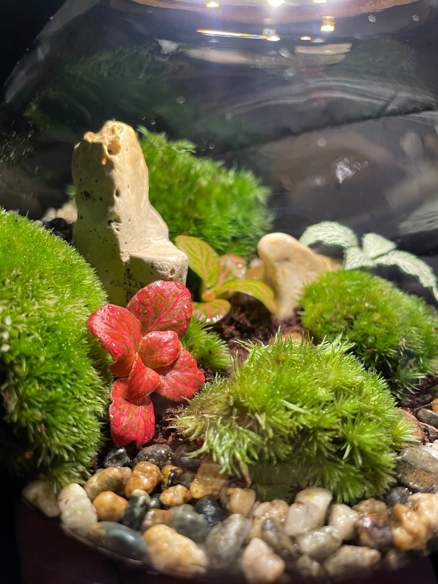Mossy LED Terrarium