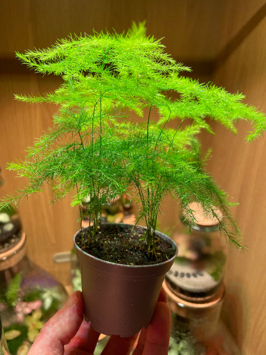 Asparagus Fern