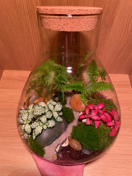 Christmas Special XL Terrarium
