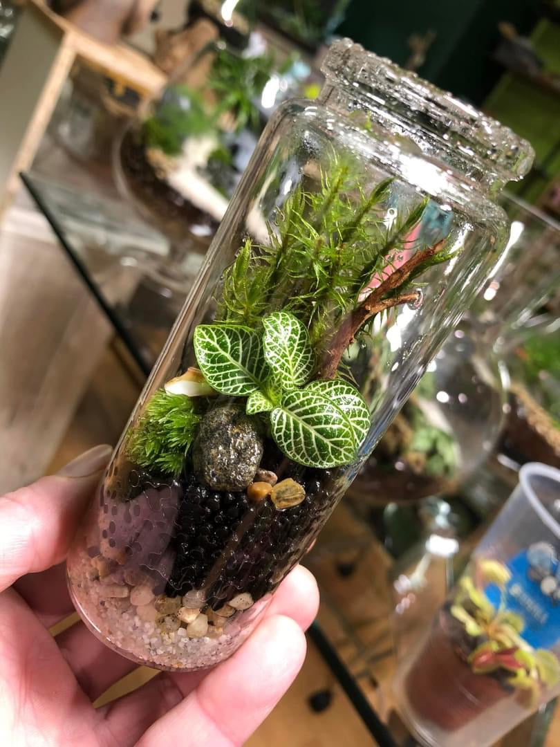Tiny Terrarium