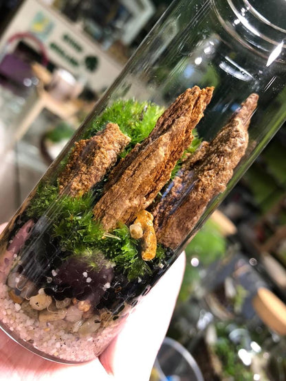 Tiny Terrarium