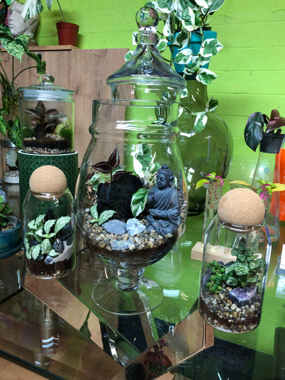 Buddha Terrarium