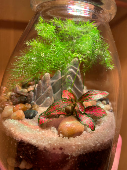 Midi Terrarium
