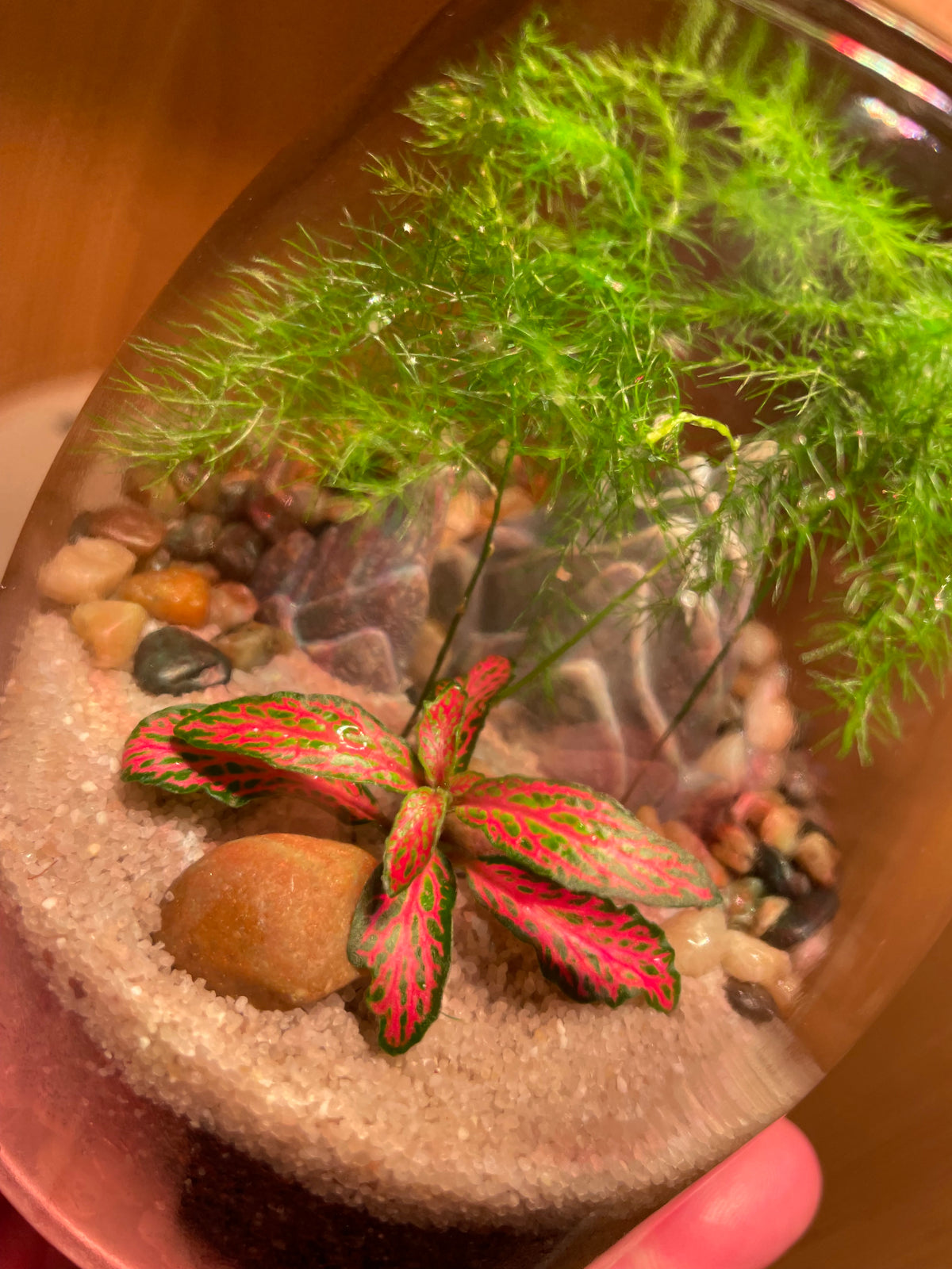 Midi Terrarium