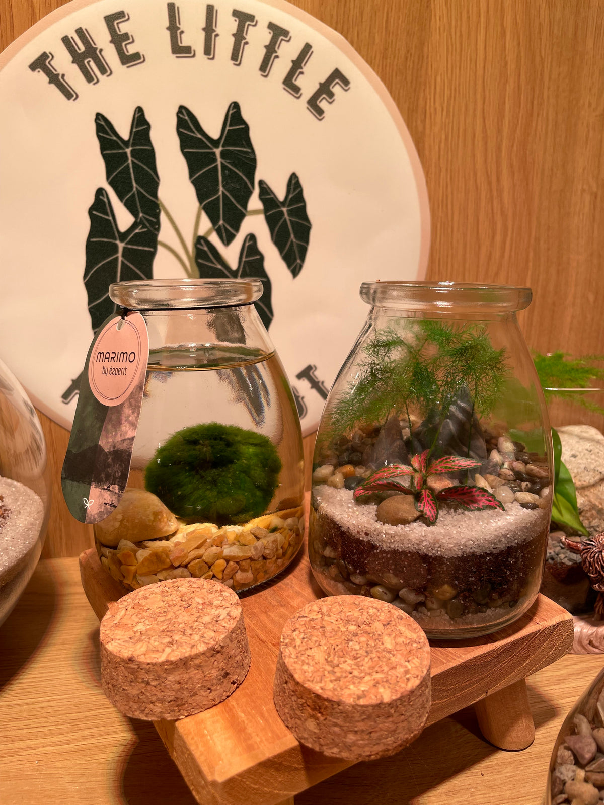 Midi Terrarium