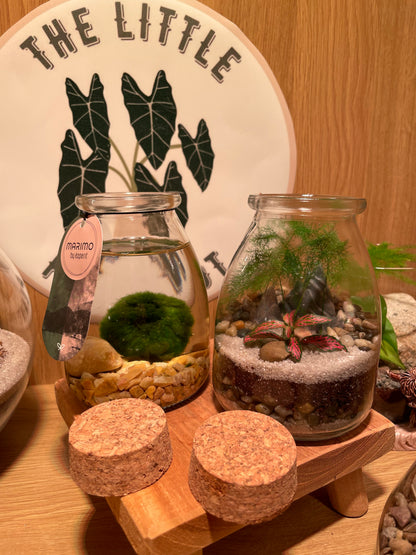 Midi Terrarium