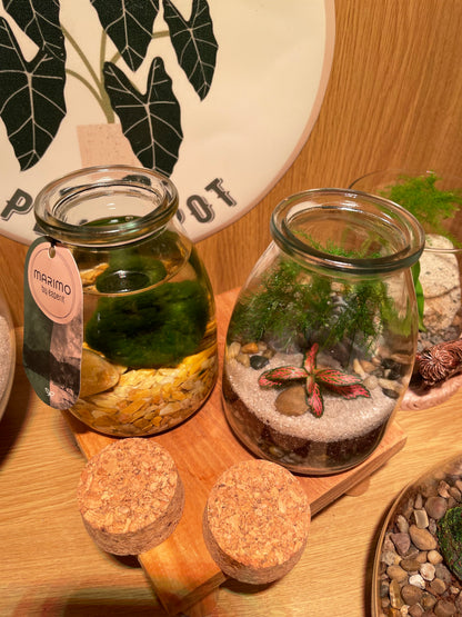 Midi Terrarium