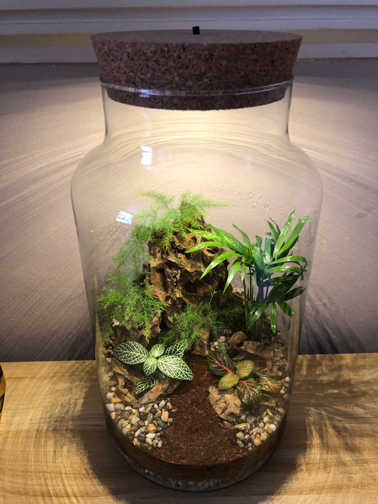 Dragon Rock Terrarium