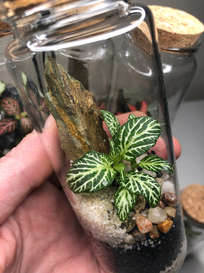 Tiny Terrarium