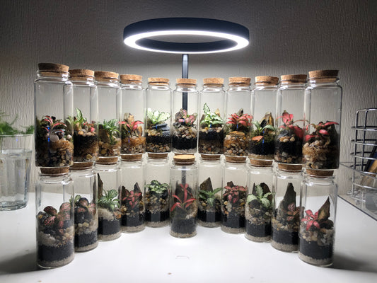 Tiny Terrarium