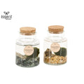 Marimo Moss Ball