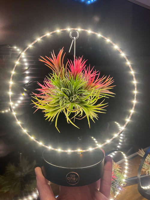 Air Plant ‘Magic Ball’ LED Ring