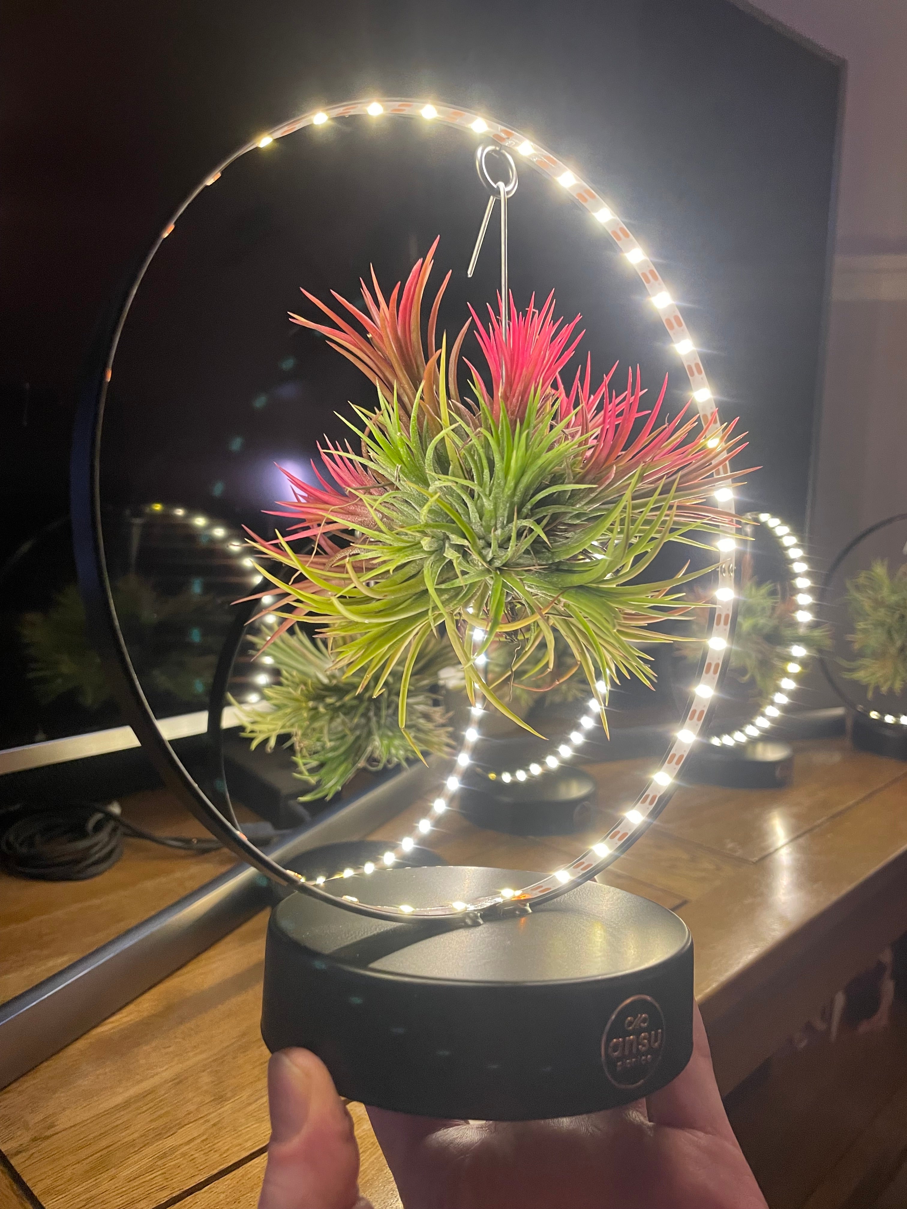 Air Plant ‘Magic Ball’ LED Ring