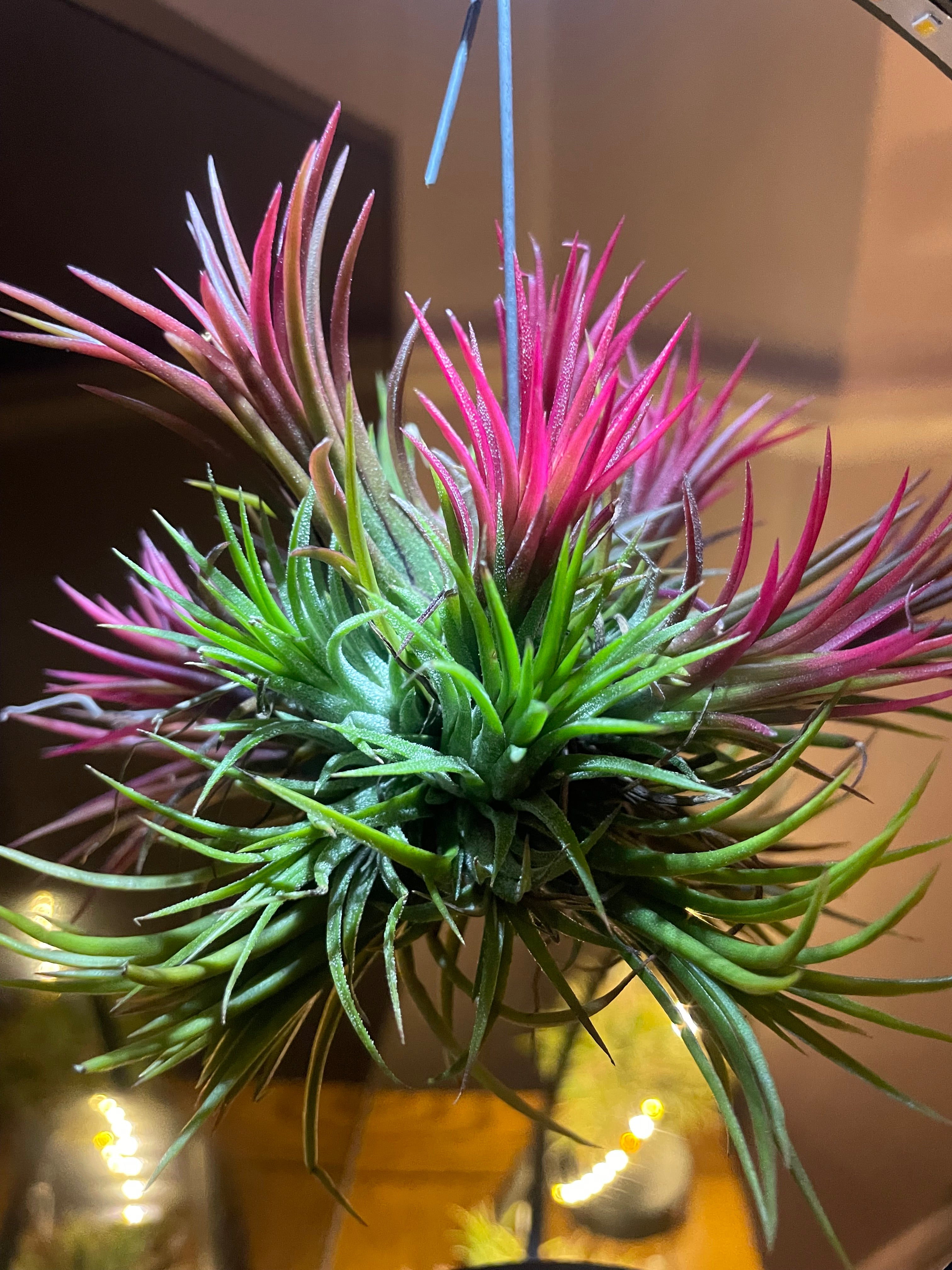 Air Plant ‘Magic Ball’ LED Ring