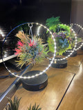 Air Plant ‘Magic Ball’ LED Ring