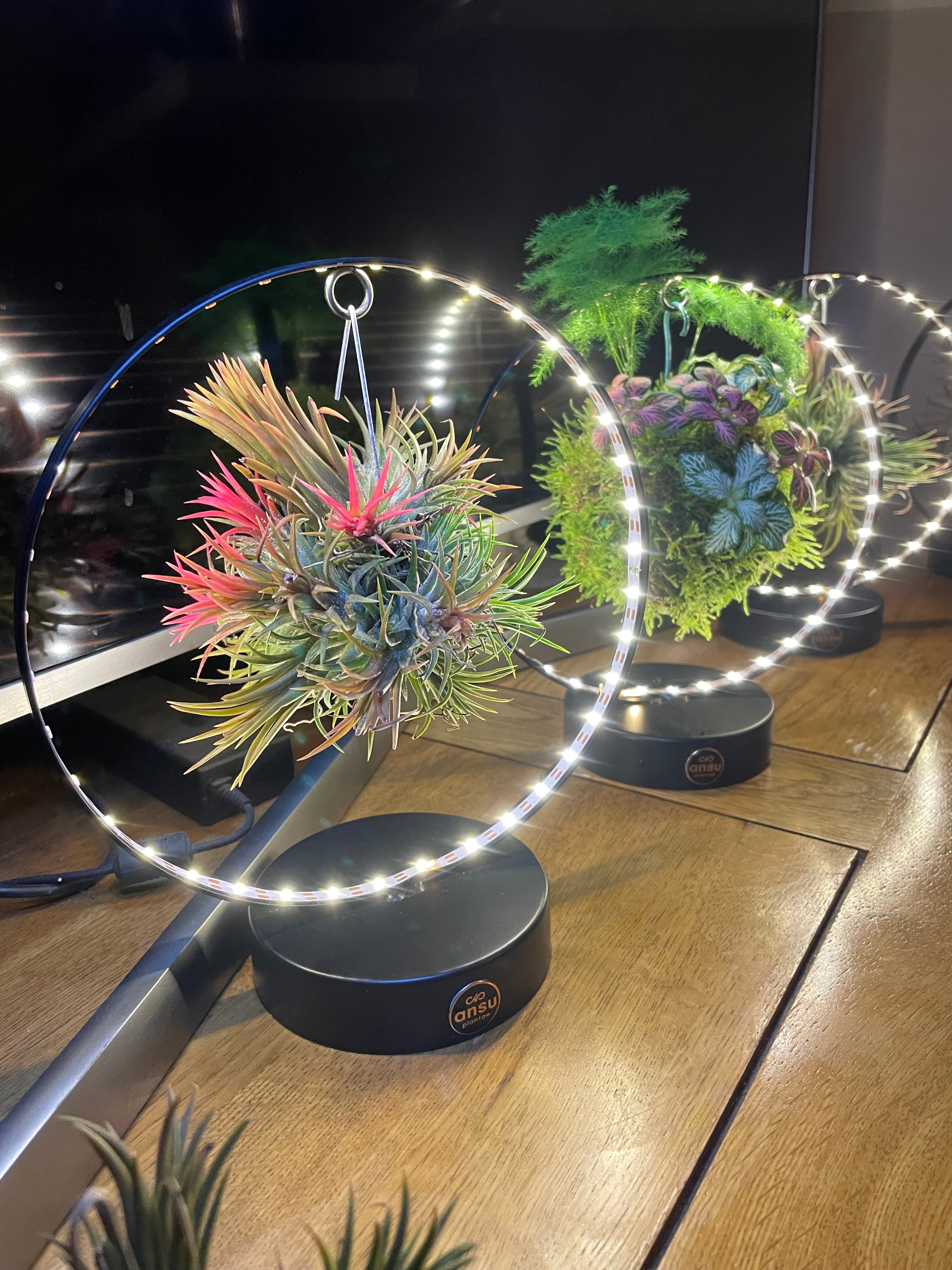Air Plant ‘Magic Ball’ LED Ring