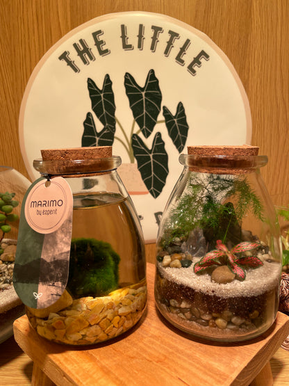 Midi Terrarium