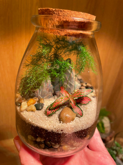 Midi Terrarium