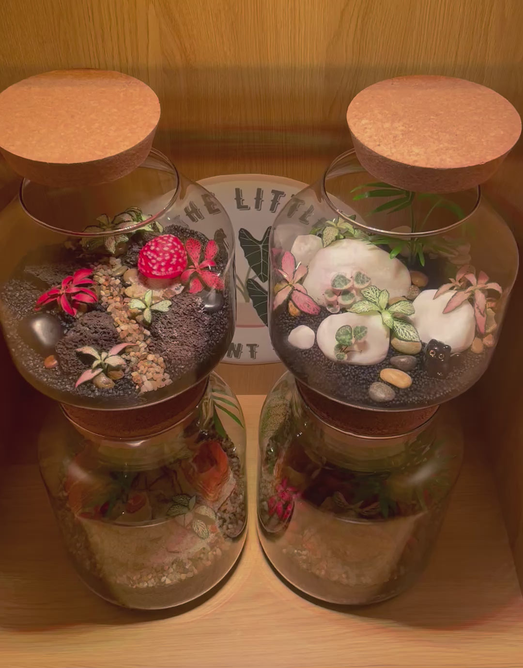 Volcanic Terrarium