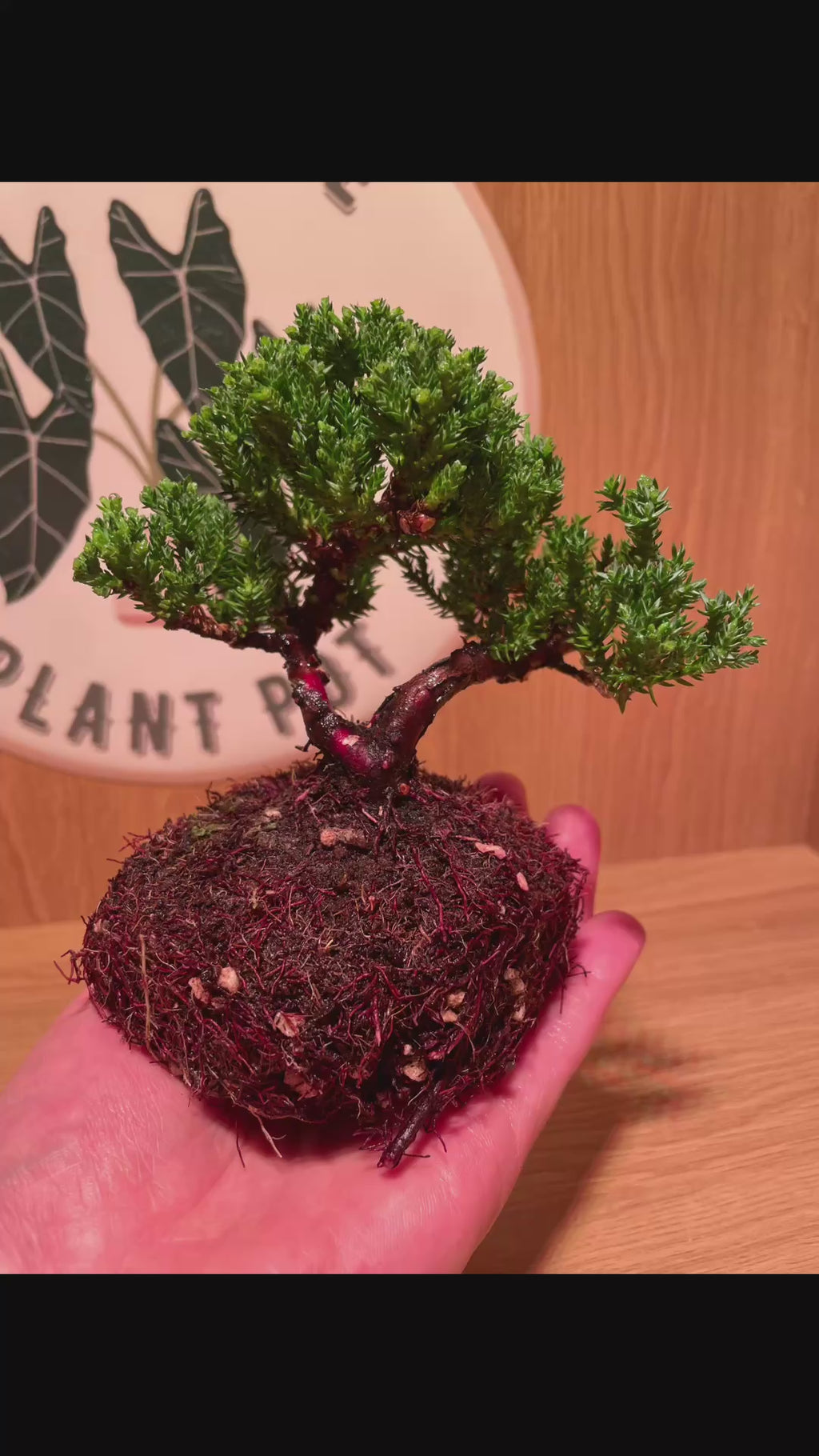 Chinese Juniper Bonsai